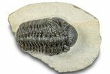 Morocops Trilobite - Visible Eye Facets #251023-3